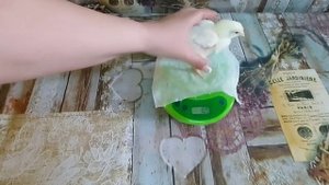 Как растут бройлеры. Вес  цыплёнка бройлера в 4 дня Росс 308 (Россия). Broiler weight in 4 days