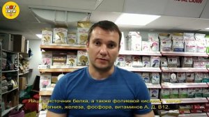 Яйца в рационе собаки