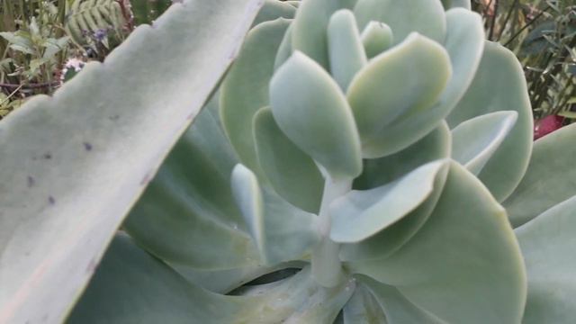 60 MUDAS QUE FIZ DO MEU JARDIM DE SUCULENTAS - SUCULENTAS PEACH PRIDE - ECHEVERIA PEACH PRIDE смотреть онлайн
