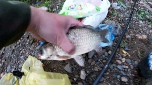 Карась на бородинских озерах