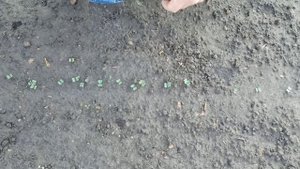 Китайская капуста Пак-Чой: как вырастить в открытом грунте