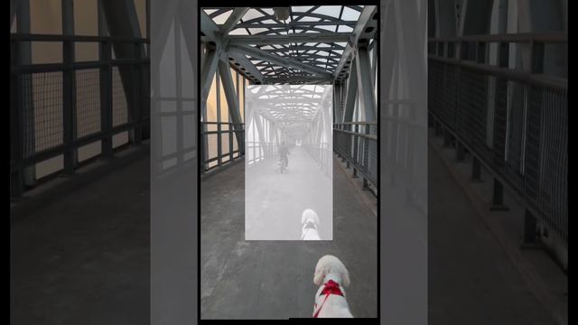 Наша прогулка 🐶🥰