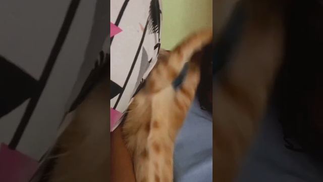 У вас есть домашние питомцы? #кот #домашнийпитомец