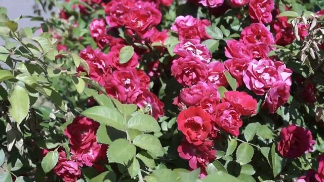 Ярославские розы. смотреть онлайн