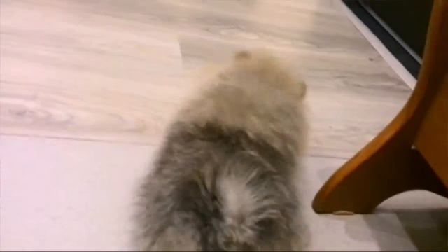 Моя собака супер герой :-) смотреть онлайн