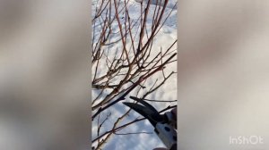 Весенняя обрезка груш Москвичка и Просто Мария. Отгибание «волчков» для дальнейшего плодоношения.