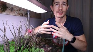 TAKASHI AMANO - how to trim a STEM PLANTS AQUARIUM 🍃✂️🌿