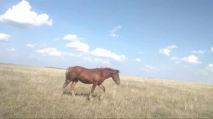 Русский тяжеловоз Баланс