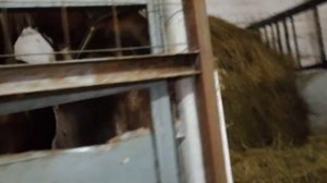 Зоопарк в Лабинске класс !!!