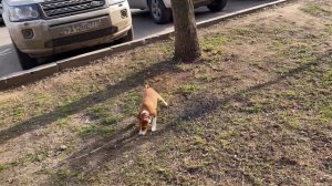 Басенджи Смарт первый раз на улице /Basenji smart first time on the street