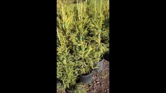 Cryptomeria Japonica Growing in Pots and in The Field смотреть онлайн