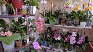 МОЙ Стеллаж. МНОООГО орхидей!