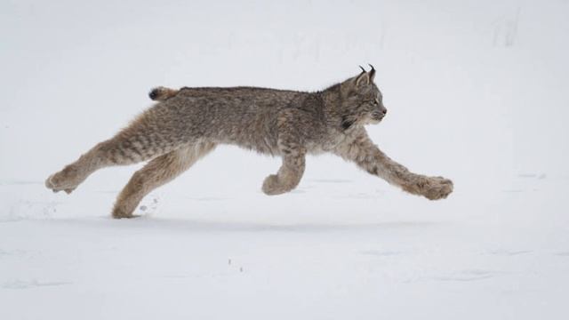 Дикая кошка. Рассказы для детей смотреть онлайн