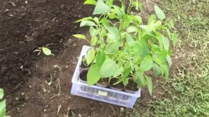 Высаживаем перец сладкий и картофель."2021.Май