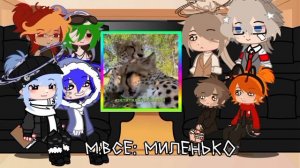 реакция шаранутого космоса