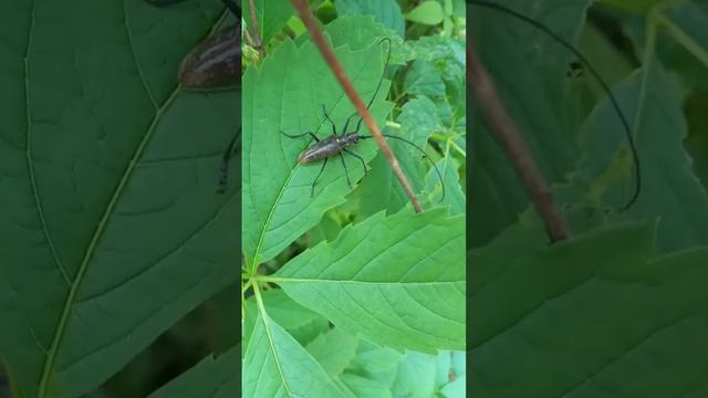 Ж-ж-жук #жук#жуки#насекомые#природа#животные#животное#nature #animals#насекомое#bug#beetle#dor