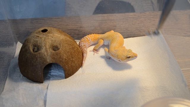 ЭУБЛЕФАРЫ/ кратко о том, что нужно для содержания смотреть онлайн