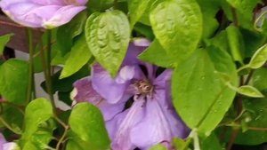 Крупноцветковый клематис Мисс Чолмондели, шикарный ?