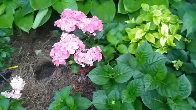 КРУПНОЛИСТНЫЕ ГОРТЕНЗИИ 💐