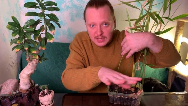 Комнатный имбирь. Как вырастить имбирь из магазина.