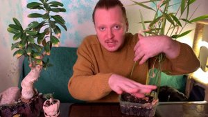 Комнатный имбирь. Как вырастить имбирь из магазина.