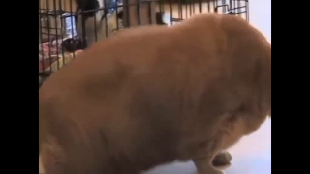 надо много кушать надо много спать смотреть онлайн