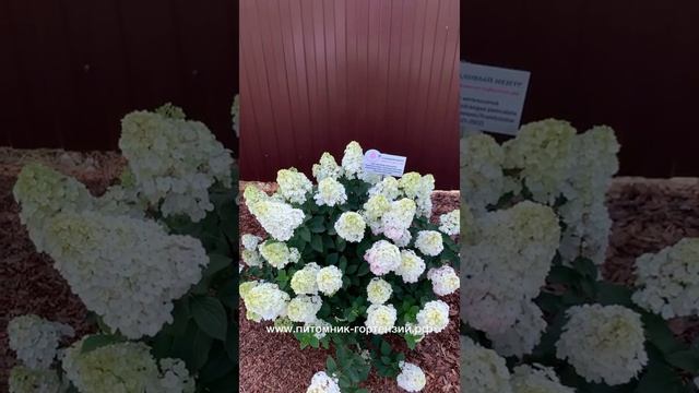 Гортензия метельчатая Хит/Exlusive Самарская Лидия Rensam/Framboisine смотреть онлайн