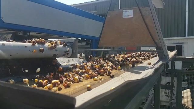 Промыв луковиц тюльпанов урожай 2020 год. Бизнес на тюльпанах
