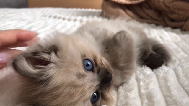 Пушистый ангел смотреть онлайн