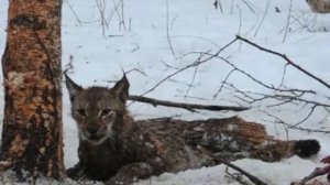 Люди спасают попавших в беду диких животных