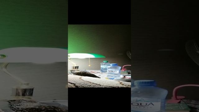Широкий диапазон вокализации скворца