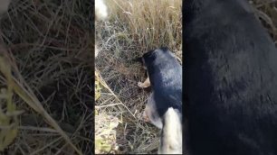 Верба - легендарная собака овчарка на прогулке поймала грызуна полевого хомяка 10.10.2020г.