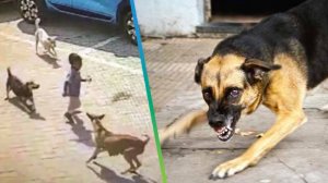 Массовое заражение бешенством в Беларуси. Вирус со 100% смертностью угрожает жизням детей