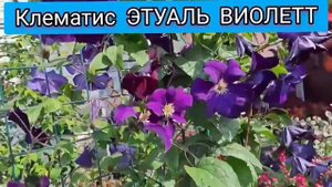 ТОП-10 САМЫХ КРАСИВЫХ КЛЕМАТИСОВ В МОЁМ САДУ! ПРИГЛАШАЮ НА ПРОГУЛКУ!