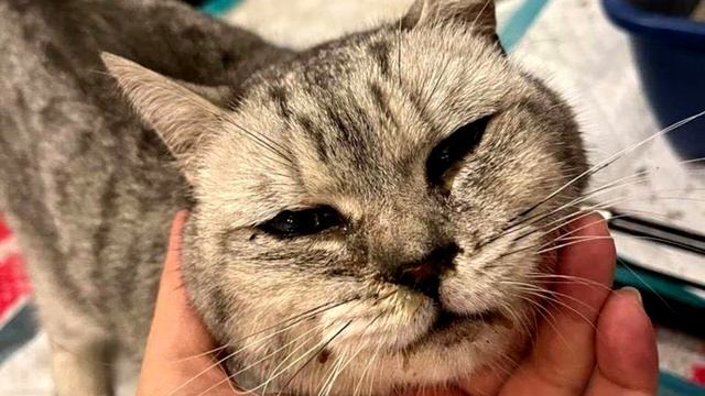 Кошечка с больными глазами едва стояла на лапках и ничего не видела.. смотреть онлайн