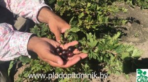 Крыжовник Черносливовый. Сорт крыжовника с красивой ягодой, слабошипный.