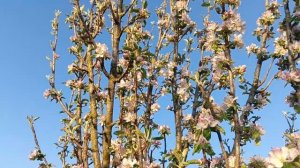 Деревья цветут / Весна 2023