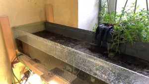 Высаживаю эхинодорусы в садовую землю! Тепличный аквариум