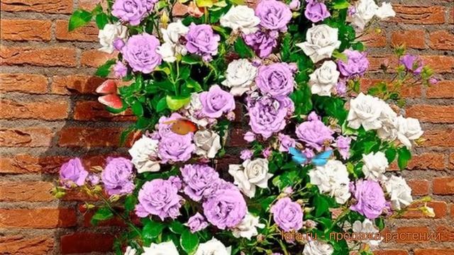 Роза плетистая Клайминг Айсберг х Клайминг Си-Си ? обзор: как сажать, саженцы розы смотреть онлайн