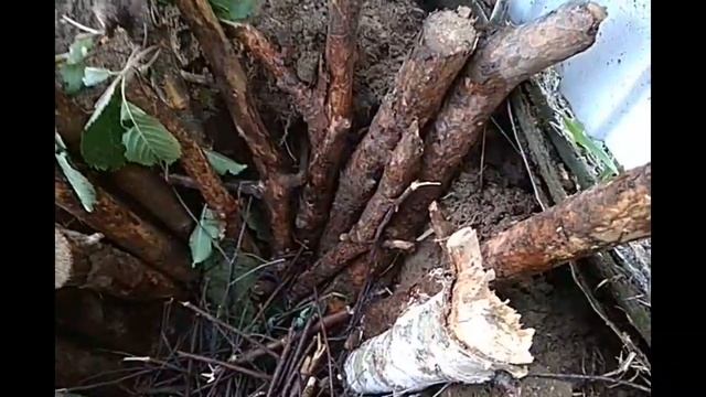 Теперь Сажаю Малину ТОЛЬКО ТАК! Или Волшебная микориза смотреть онлайн