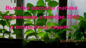 ДНЕВНИК ТАБАКОВОДА № 8 ( 5.05.16. Высадка в открытый грунт рассады табака ) ТАБАК