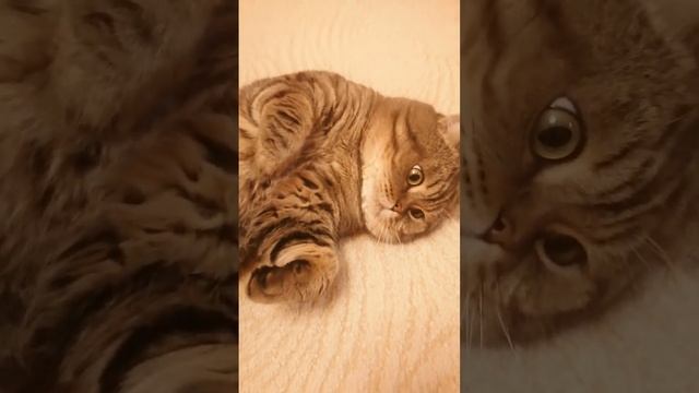британский кот золотой табби