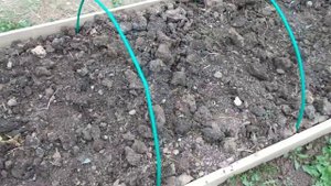 Как продлить вызревания лозы у молодых саженцев винограда осенью.