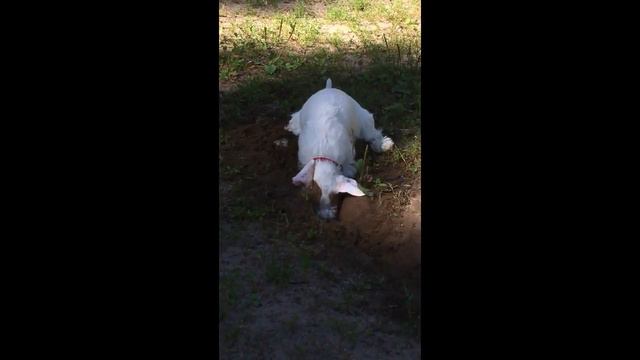 DogDigger смотреть онлайн