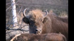 Животный мир Алтая 1