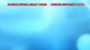 Лишай у кошек, как распознать и чем лечить?