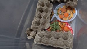 СВЕРЧКИ ДОМОВЫЕ. СВЕРЧКАМ 2 месяца