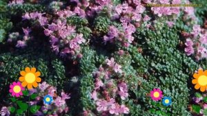 Тимьян (Чабрец) ранний Минор. Краткий обзор, описание характеристик thymus praecox Minor