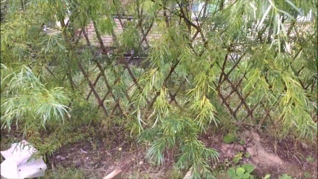 ПАВИВА Живая изгородь 1-2-3 год. Сорта живой изгороди