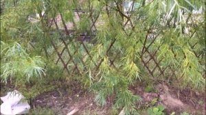 ПАВИВА Живая изгородь 1-2-3 год. Сорта живой изгороди